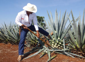 Difference Between Tequila and Mescal