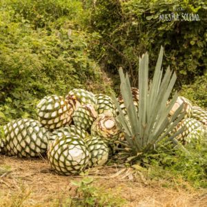 Key Difference Between Tequila and Mescal