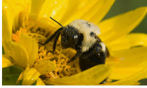Behaviour of Bumblebee