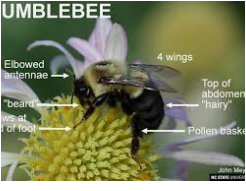 Lifecycle of Bumblebee