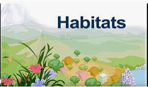 What is Habitat