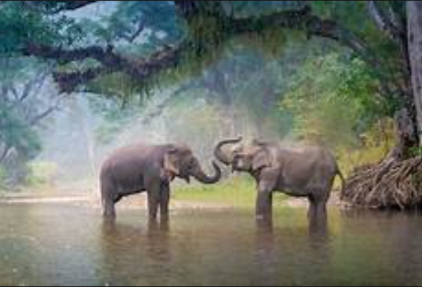 ASIAN ELEPHANTS