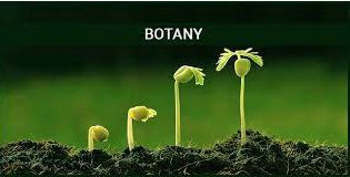 What is Botany